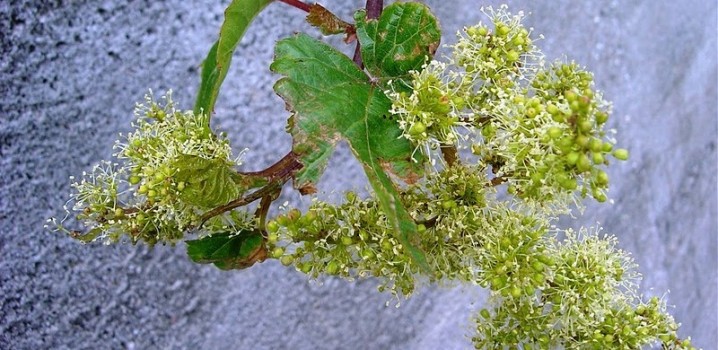 CUIDADO COM AS RAPOSINHAS.
